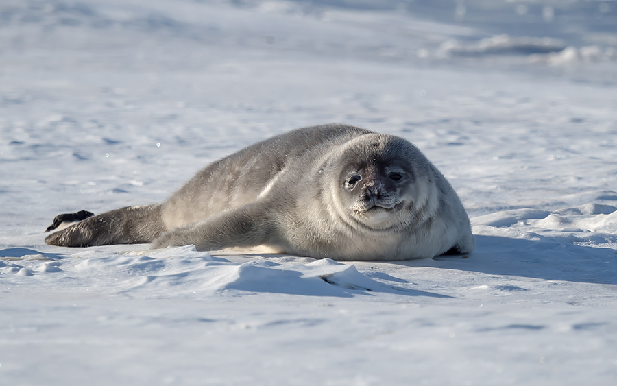 A Weddell seal pup near Ross Island. 