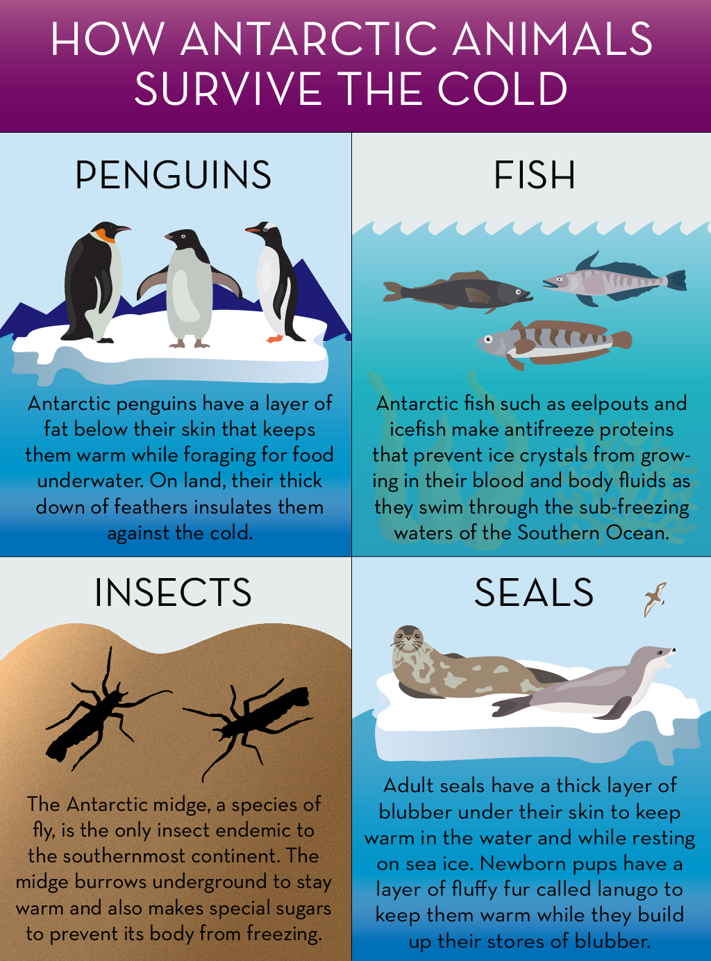 antarctic fish species