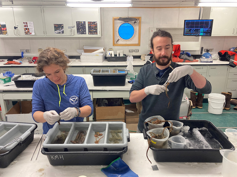 Researchers Candace Grimes (left) and Damien Waits process recently collected annelid worms in the lab on board the research vessel Nathaniel B. Palmer.