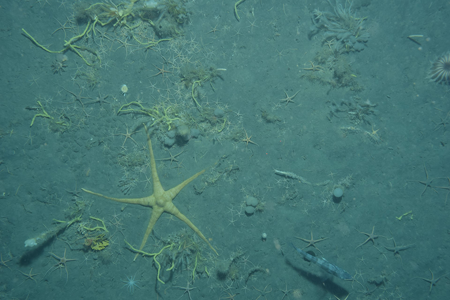 Brittle stars and other invertebrates line the seafloor of the Weddell Sea. 