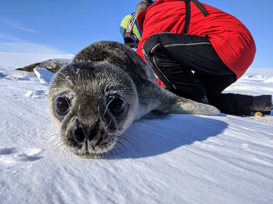 Kaitlin Mcdonald bends over and measures the tail of a seal pup.