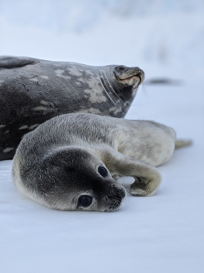 A baby seal reclines on the sea ice next to its mother. Weddell seals will spend the first seven or so weeks of their lives learning how to swim and hunt from their mothers. 