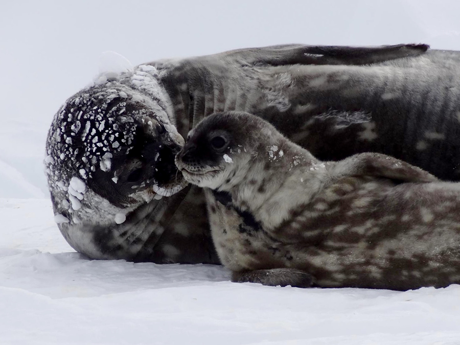 A closeup of a female Weddell seal and her pup.