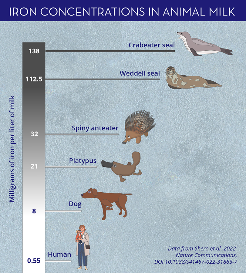 A graphic demonstrating concentrations of iron in the milk of various animals. 