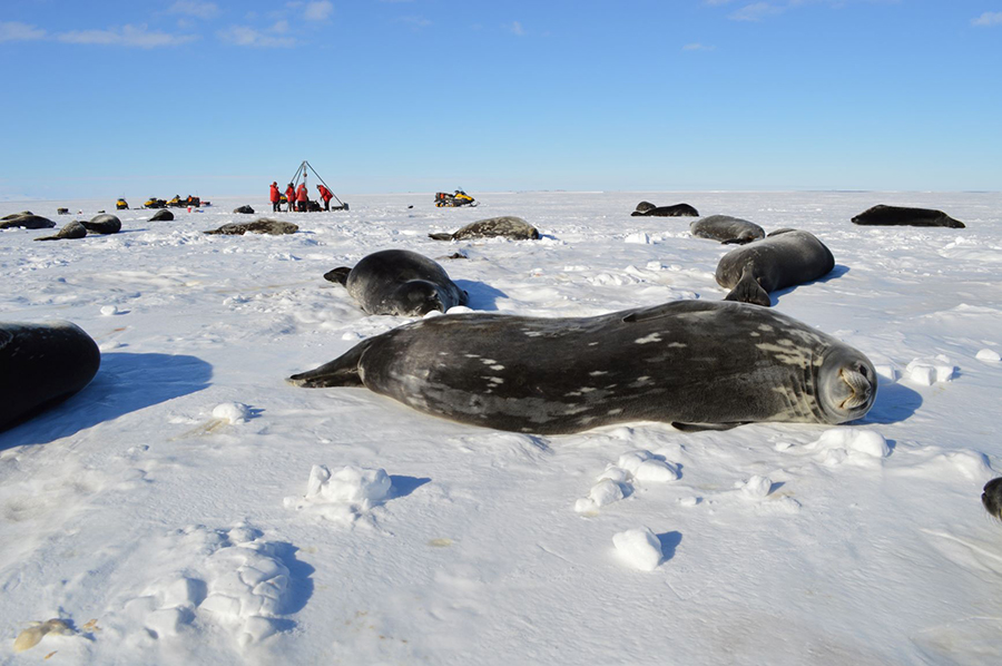 Weddell seals resting on sea ice in Erebus Bay with researchers in the background.  