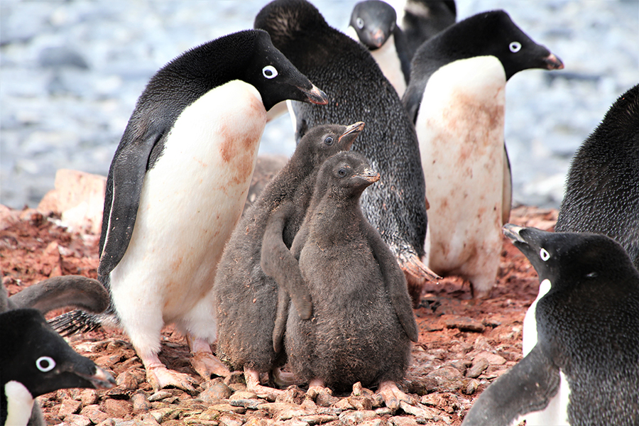 An Adélie penguin parent tends to its two chicks at a penguin colony on Torgersen island. 