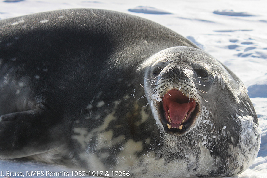 A male Weddell seal on the ice in Erebus Bay. Photo taken in accordance with NMFS permits 1032-1917 and 17236.