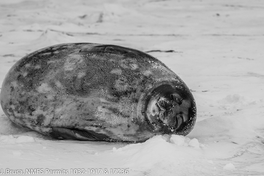 A male Weddell seal sleeping on the ice in Erebus Bay. Photo taken in accordance with NMFS permits 1032-1917 and 17236.