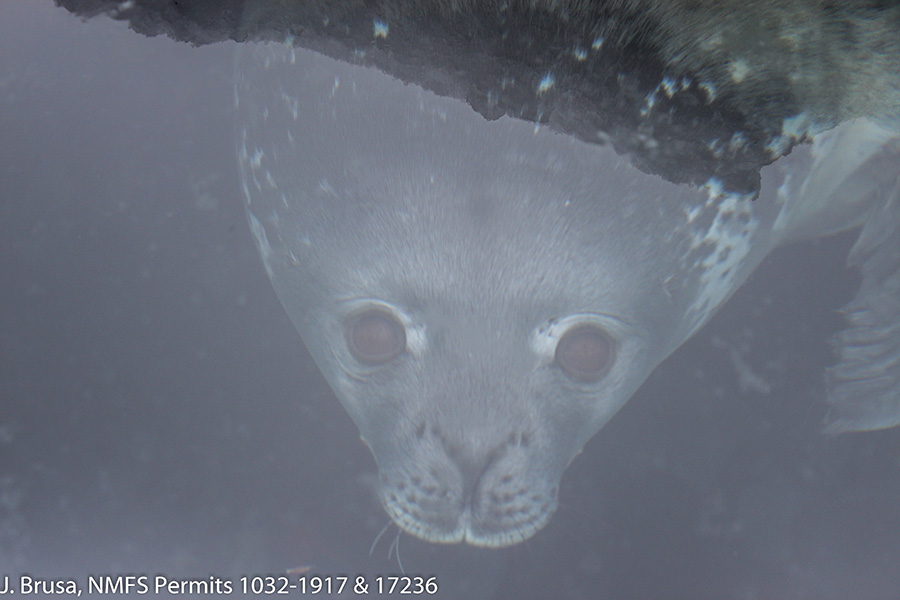A male Weddell seal in the water near a breathing hole in Erebus Bay. Photo taken in accordance with NMFS permits 1032-1917 and 17236.