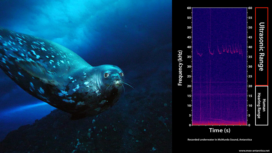 On the left, a Weddell seal swims by the camera of the MOO while emitting ultrasonic sounds. On the right, the sonogram displays all of the noises recorded by the hydrophone, including those outside the range of human hearing. 