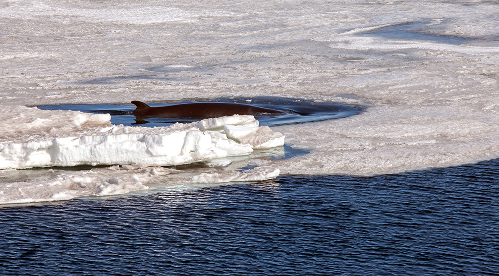 An Antarctic minke whale emerges through a hole in the sea ice.  