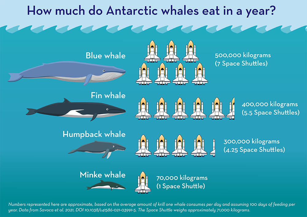 This infographic shows how much krill Antarctic whales consume in a given year. 