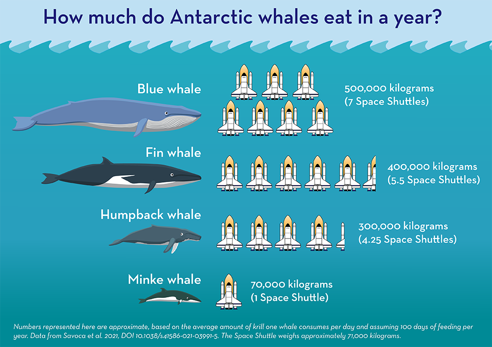 The Antarctic Sun: News about Antarctica - Ocean giants' appetites are