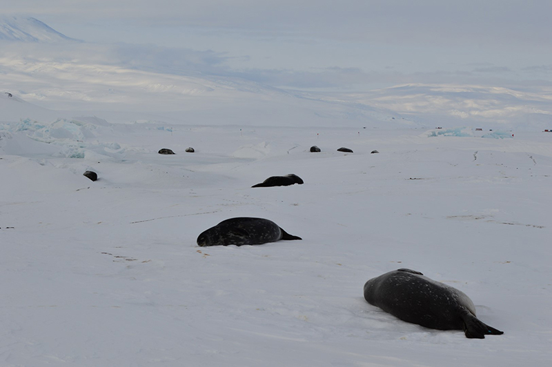 Seals lay across the sea ice along the pressure ridges adjacent to New Zealand’s Scott Base