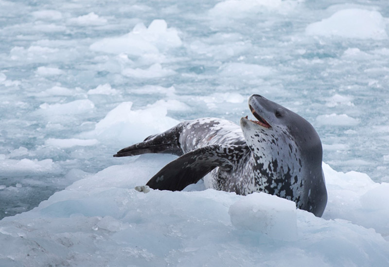 A leopard seal reclines on an ice flow in Hero inlet