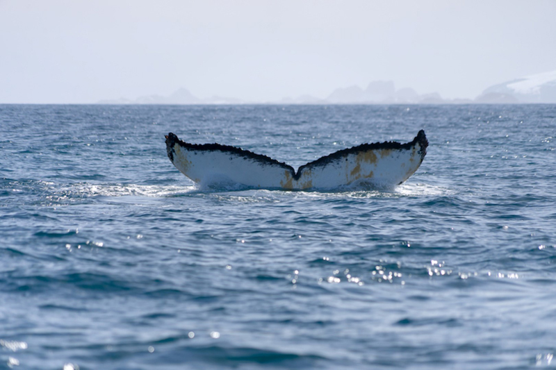 Researchers identify whales, like this humpback whale spotted near Palmer Station, by the markings on their tails