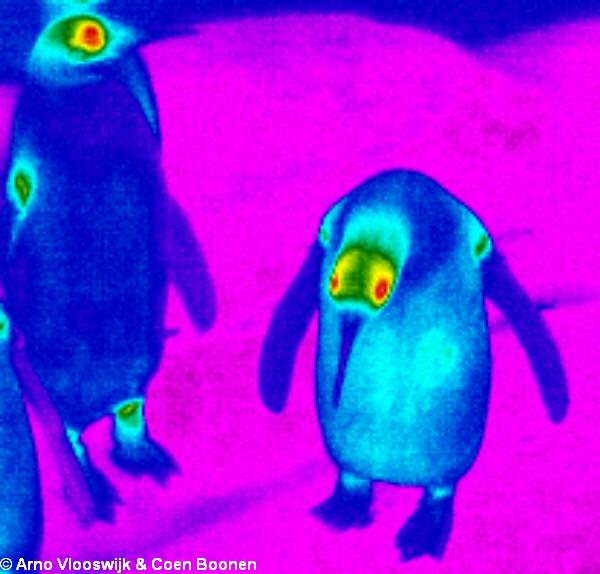 A thermographic image of penguins.