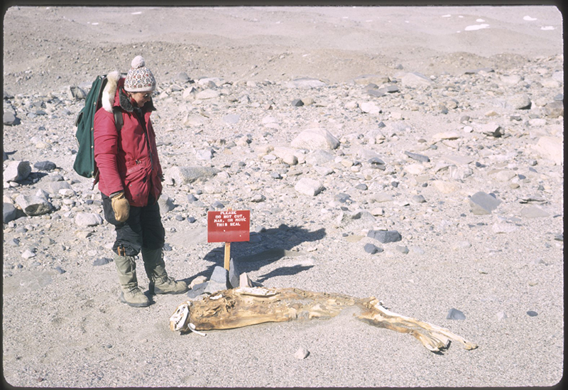 Terry Tickhill encounters a mummified seal in the Taylor Valley. Seals occasionally lose their way and migrate inland, away from the ocean. Their remains desiccate in the hyper arid-conditions and will remain for hundreds of years.