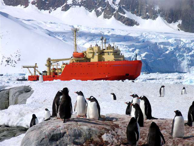 Gentoo Penguins and the Laurence M. Gould