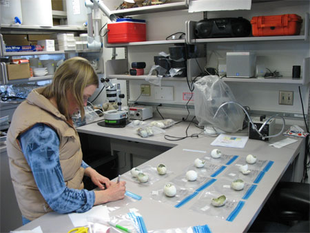 Scientist Kristen Gorman working in a lab.