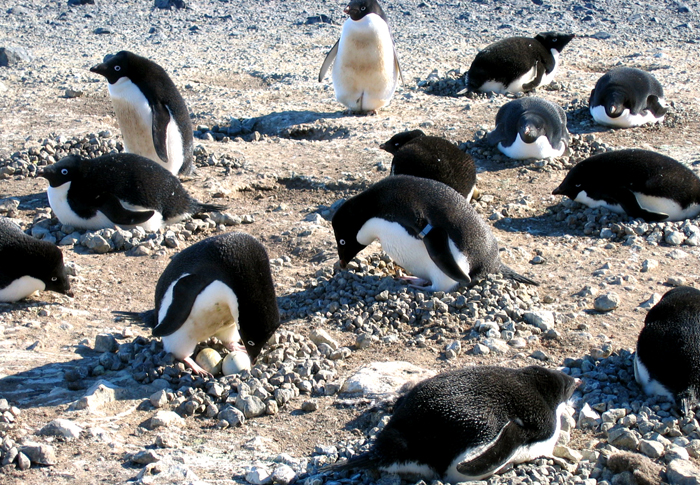Banded penguins at Cape Bird.