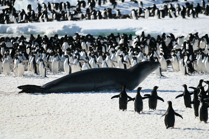 A leopard seal in the middle of Cape Crozier penguins.