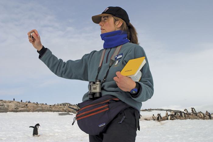 Megan McOsker conducts penguin survey.