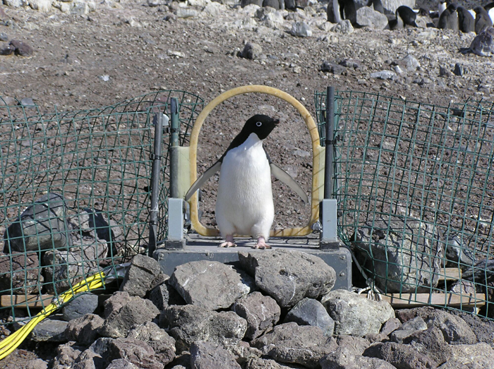 A penguin crosses a weigh bridge.
