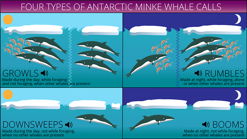 The Antarctic Sun: News about Antarctica - Rumbles, Booms and Growls