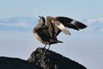 Birding club documents frequent flyers around McMurdo Station