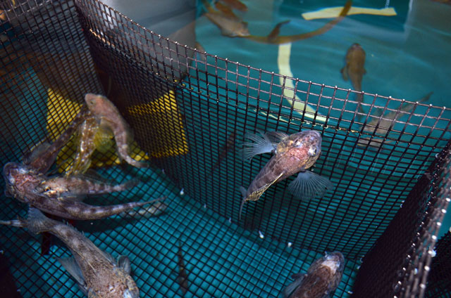 antarctic ice fish