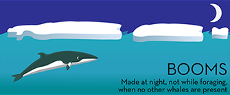 Minke Whale Call - Boom