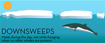 Minke Whale Call - Downsweep