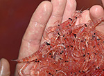 How juvenile Antarctic krill survive when it's cold, dark and icy