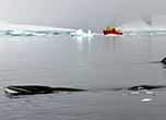 Rumbles, booms and growls: Listen to the first recordings of these Antarctic whale calls