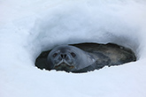 Shedding fluffy baby fur shapes how Weddell seal pups learn to swim