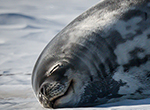 Genetics reveals how fish and seals adapt to Antarctic cold