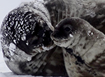 Weddell seal moms sacrifice diving capacity to help pups grow